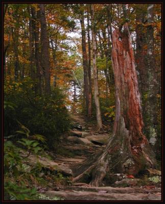 GuardianRockyTrail104.jpg