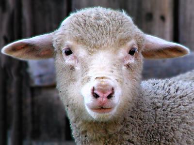 Portrait of a Lamb