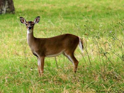 u6/richo/medium/35242640.IMG_9025_ohdeardeer.jpg