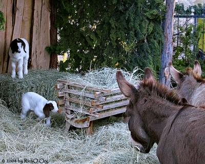 Live Nativity at St Helena's