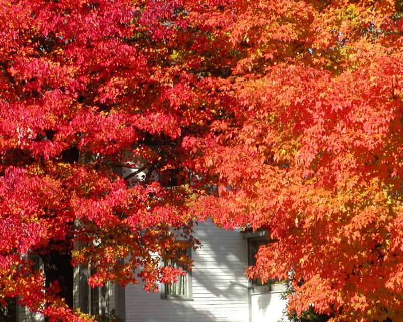 Fall color in Hollis, NH