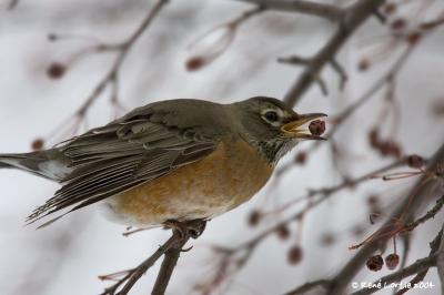 Merle d'Amrique / American Robin