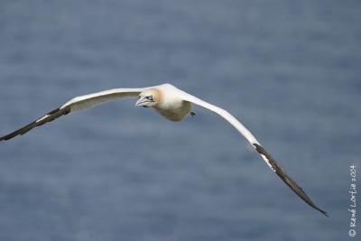 Fou de Bassan / Northern Gannet