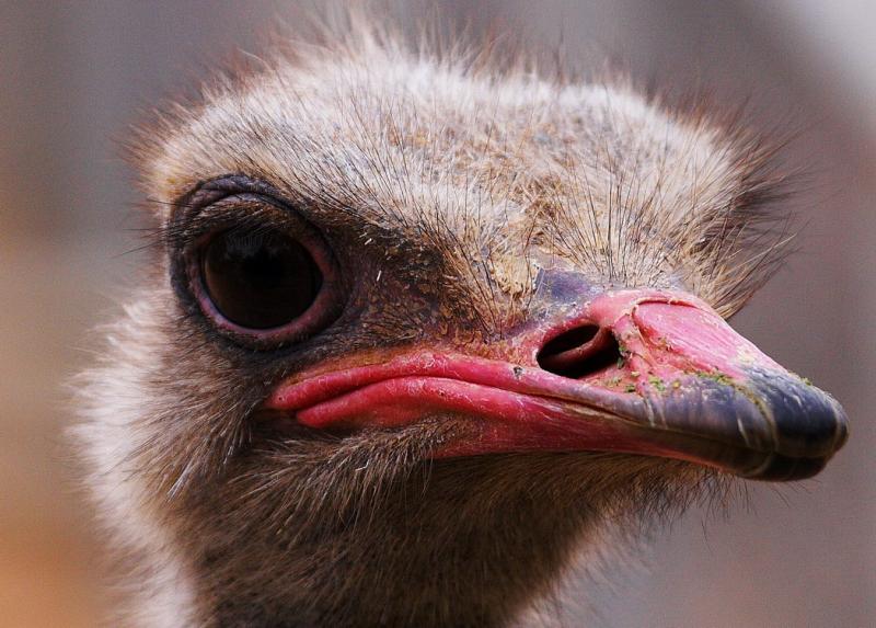 Ostrich
