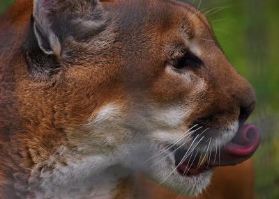 Cougar
