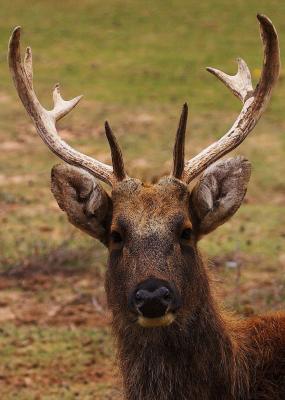 Deer