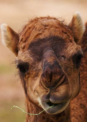 Camel