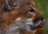 Cougar