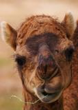 Camel