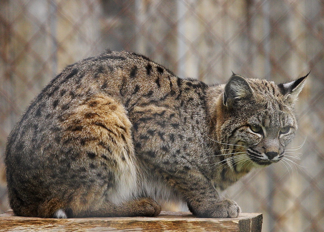 Bobcat