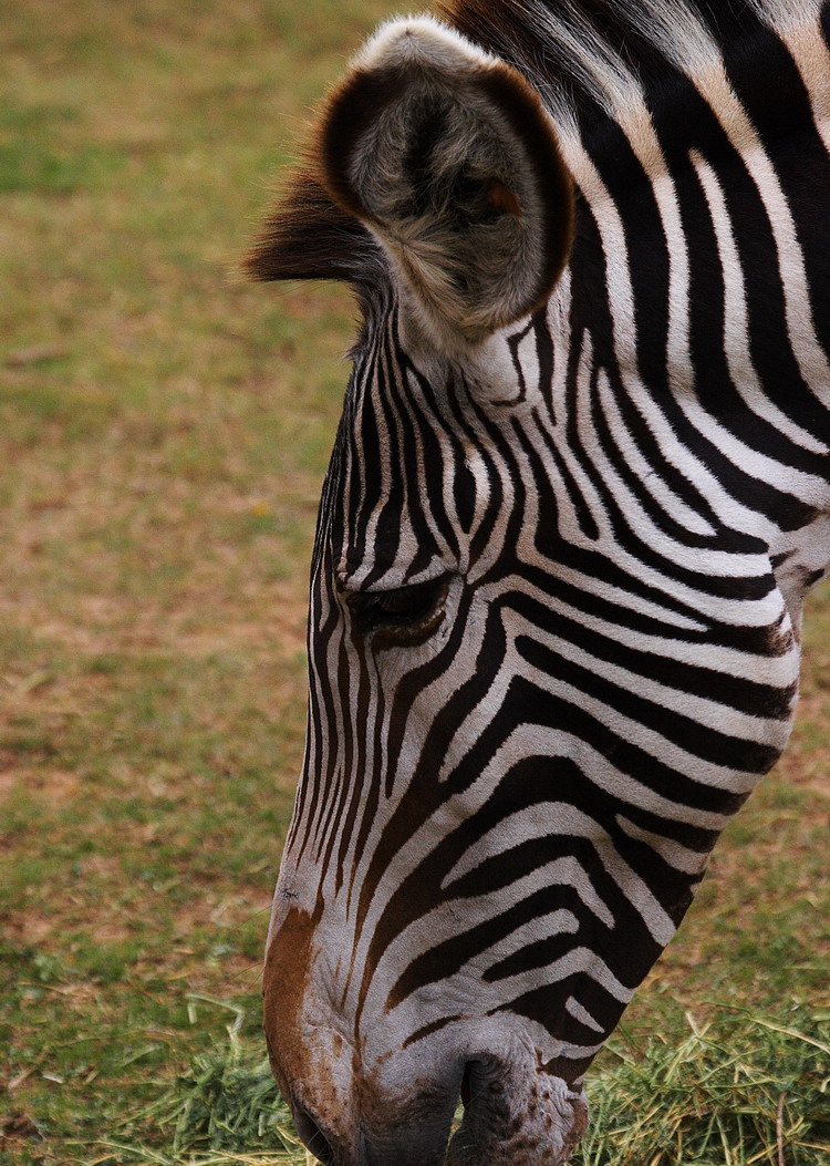 Zebra