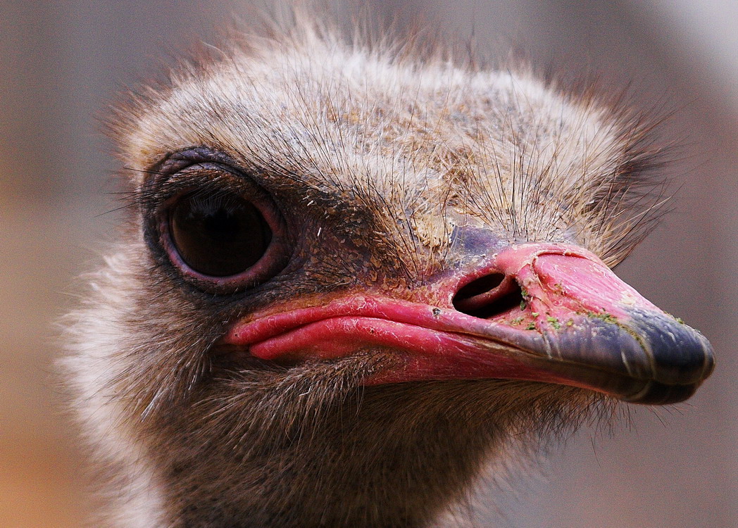 Ostrich