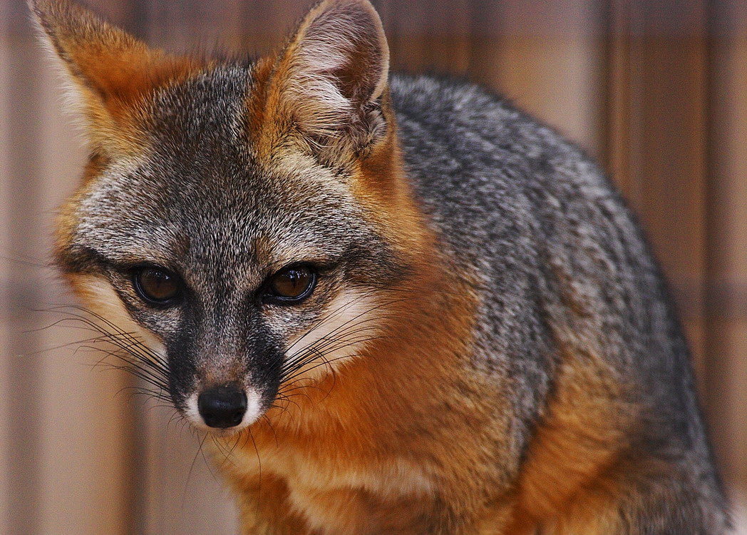 Gray Fox
