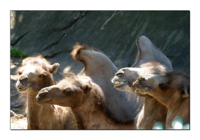 Camels
