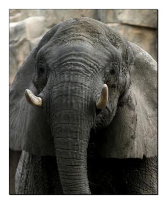 elephant 1