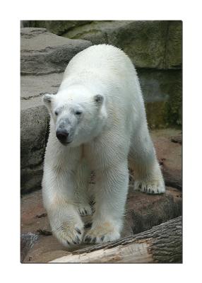 Polar bear 1