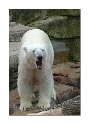 Polar bear 2