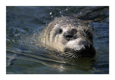 Seal