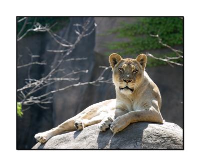 Lincoln Park Zoo
