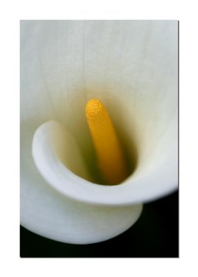 Abstract Calla