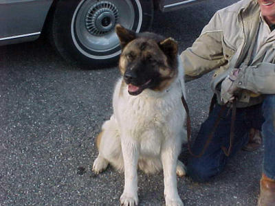 Abandoned to forage for herself, Akita named Zoe was rescued on January 17, 2002, by Joe Wilson of Man's Best Friend