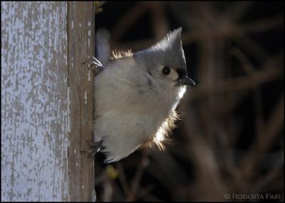 Bad Hair Day