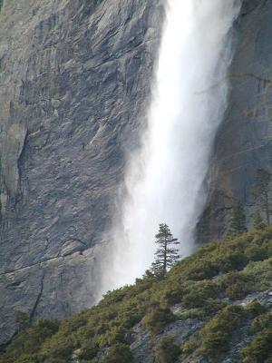 Lone Pine at Yosemite Falls