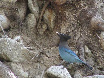 Steller's Jay with lunch