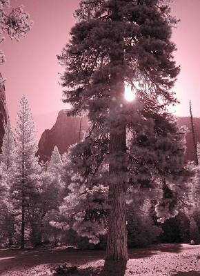 Pine tree and Half Dome (infrared)