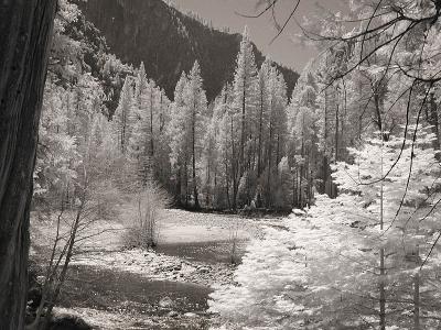 Trees (infrared)