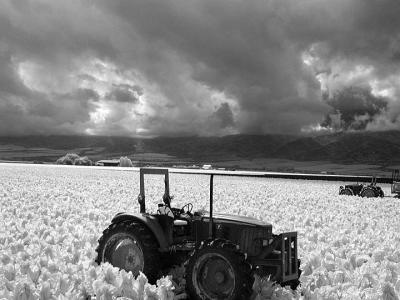 Tractors in field (infrared)