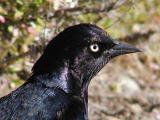 Black bird