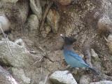 Stellers Jay with lunch