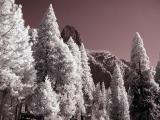 Pines (infrared)