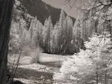 Trees (infrared)