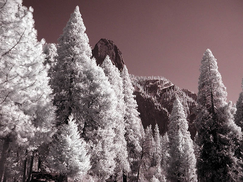 Pines (infrared)