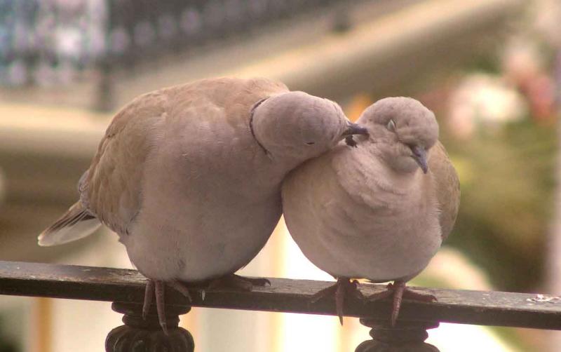 Doves in Love