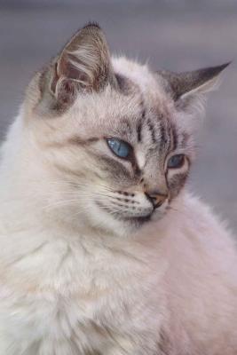 Very cute blue eyed  cat