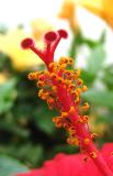 Red and yellow hibiscus heart