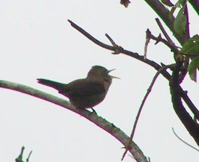 House Wren