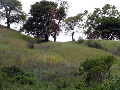 Springtime at Alum Rock