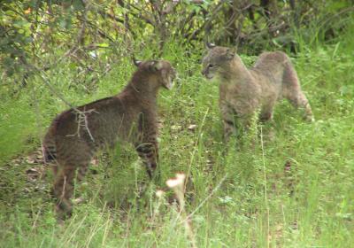 Male and female Bobcats working out their relationship issues