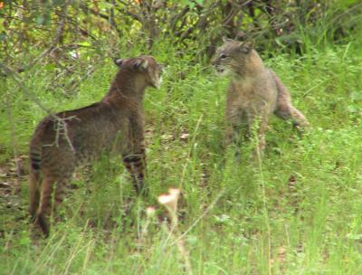 Bobcats