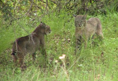 Bobcats