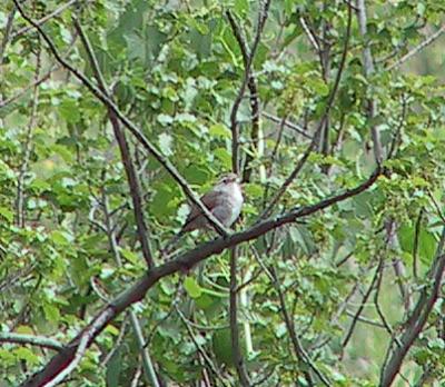 Bewick's Wren