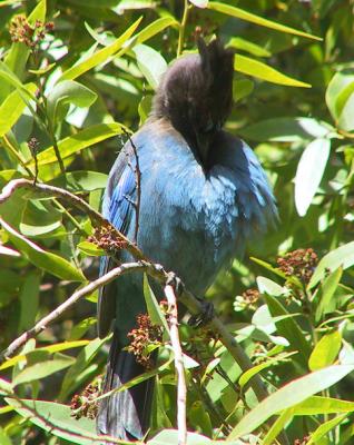 One of many, many Steller's Jays