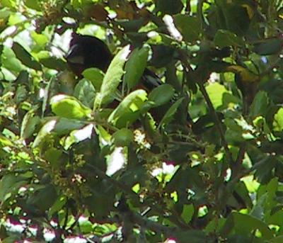 Black-headed Grosbeak staying in the leaves