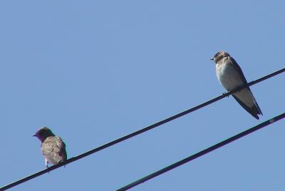 Northern Rough-winged Swallows