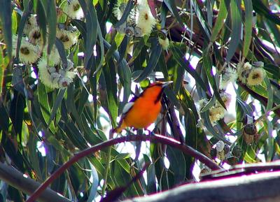 Bullock's Oriole - out of focus but the best shot I got.