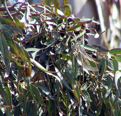 Bullock's Oriole nest containing some rather man-made components.